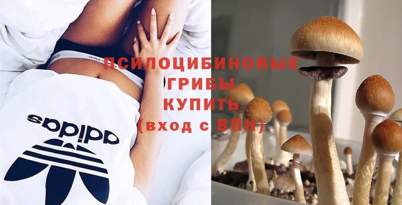 Псилоцибиновые грибы Psilocybe  Семилуки 